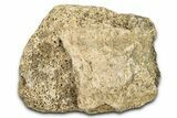 Dinosaur (Triceratops) Frill Shield Section - Montana #338925-1